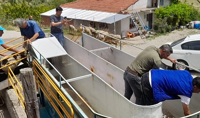 Manisa'da küçükbaş hayvan sağlığına mobil çözüm