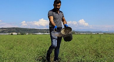 Meralara tohumlu çözüm