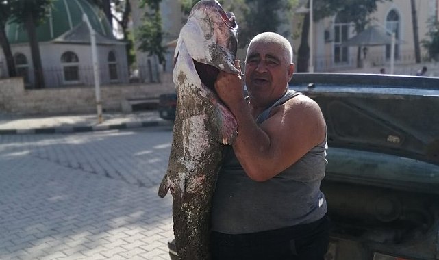Meriç Nehri'nde boyunca balık yakaladı!