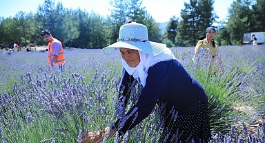 Muğla Büyükşehir Koku Vadisi'nde lavanta şenliği düzenliyor