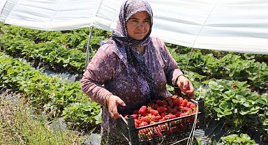 Muğla Köyceğiz Yaylaları'nın çilekleri raflarda