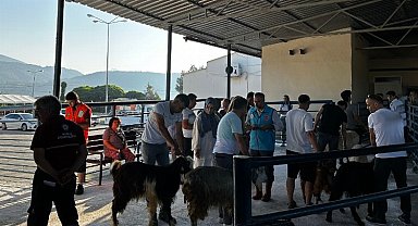 Muğla mezbahaları tam kapasite çalıştı