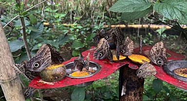 Panama tırtılı, Konya'da kelebek olacak
