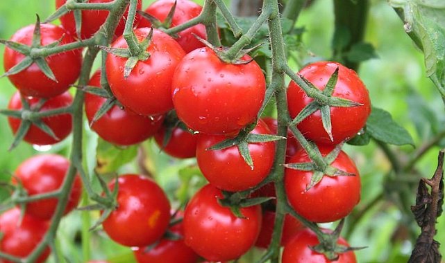 Rusya'ya domates ihracatında kota 500 bin tona çıktı