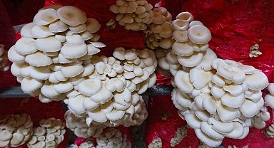 Sakarya mantar üssü oluyor!