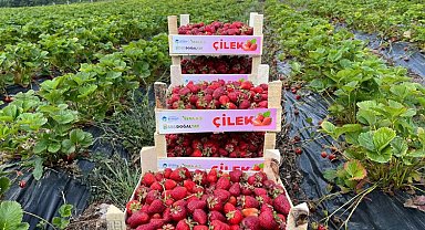 Sakarya'da bu yıl hedef büyük