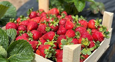 Sakarya'da rekor üretim bekleniyor