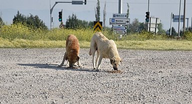 Sıcak havalarda hayvanları kuru mama ile besleyin