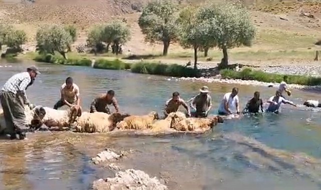 Siirt'te yıllardır kuzu yıkama günü gerçekleştiriliyor