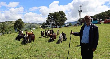 Şirankes festivalinde keçilerin müzik keyfi
