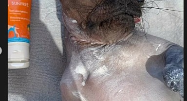 Süreyya Yalçın köpeğine güneş kremi sürdü