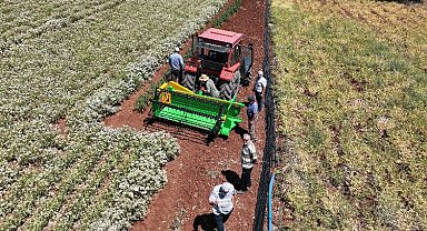 Susuz tarımda hasat zamanı