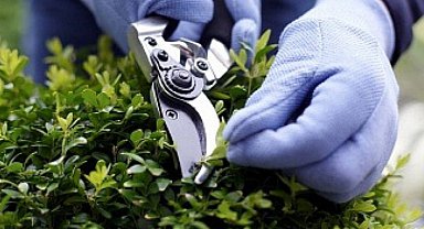 TÜİK son verileri açıkladı... Hizmet sektöründe 'Peyzaj' revaçta