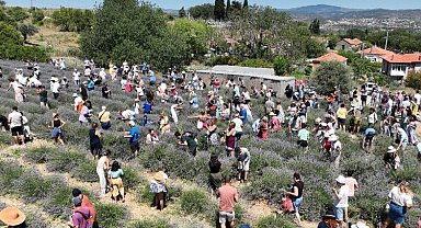 Üreticilere lavanta işleme tesisi müjdesi