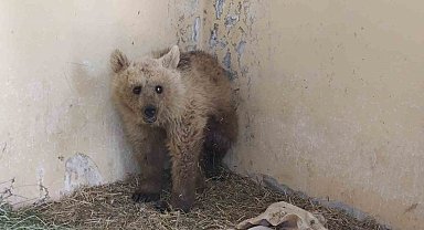 Van'da tedavi altına alınan boz ayı sağlığına kavuşuyor