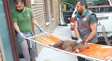 Yaralı boz ayı Ormanya'da yaşama tutundu