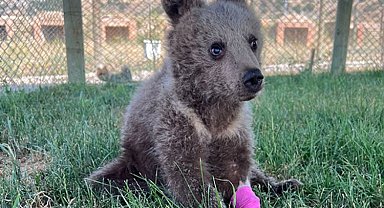Yavru ayıya Kütahya şefkati