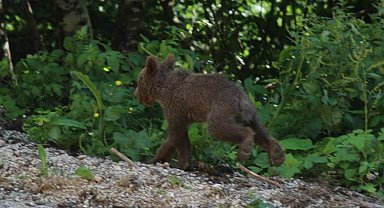 Yavru boz ayı Tuti doğaya salındı
