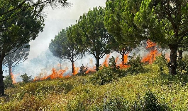 Ağaç sektörünün uykularını yangın kaçırıyor