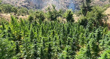 Bingöl'de 2 bin 252 kök kenevir bitkisi ele geçirildi
