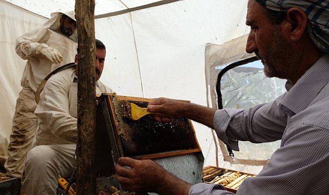 Bingöl'de 2 bin 300 rakımda bal hasadı