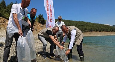 Bursa'da 5 bin yayın balığı Demirtaş'a bırakıldı