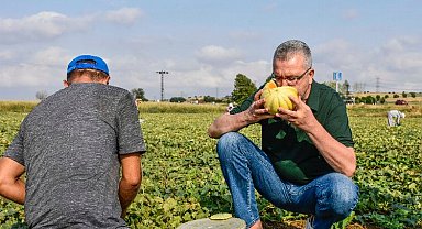 Bursa'da Ata tohumu ile yetiştirilen kavunlarda hasat zamanı