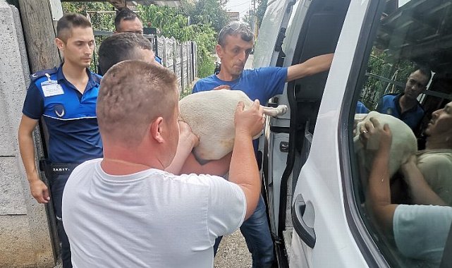 Düzce'de yasaklı ırk köpek yetiştirenlere operasyon