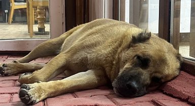 Elbistan'daki sahipsiz hayvanlara anlamlı destek