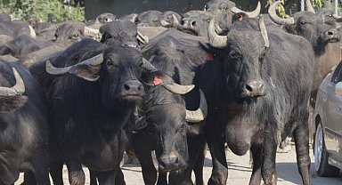 Kocaeli'den üreticilere damızlık manda boğası desteği