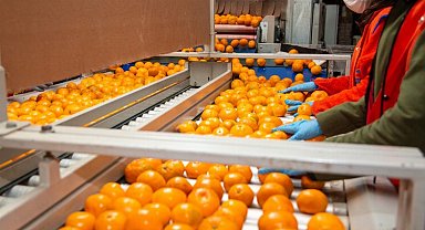 Narenciyede hedef ihracat 1 milyar dolar