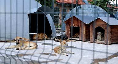 Sakarya'da devasa şifa yuvası