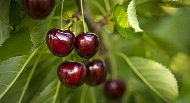 Türk kirazı yüzde 54 değerlendi