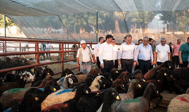 Üreticilere küçükbaş hayvan hibesi