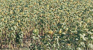 Ayçiçeği avans fiyatına ziraat odalarından tepki