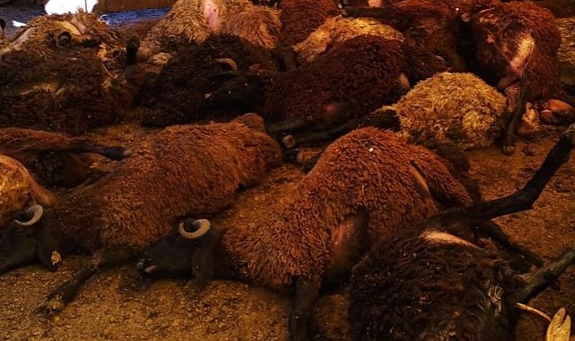 Bingöl Karlıova'da kuzular telef oldu
