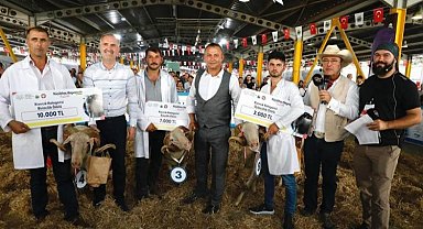 Bursa İnegöl'de 3. Küçükbaş Hayvancılık Festivali başlıyor