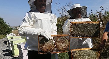 Büyükçekmece'de ilk bal hasadı gerçekleşti