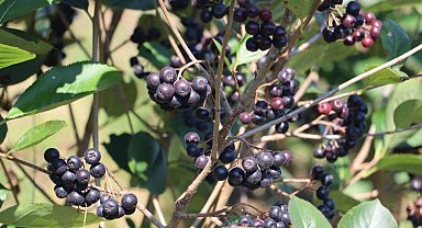 Çiftçilerin Aronya sevinci