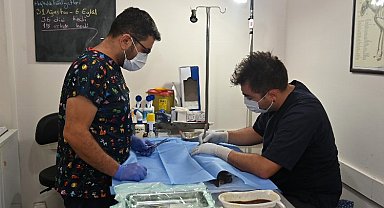 Karabağlar'da kısırlaştırmalara devam