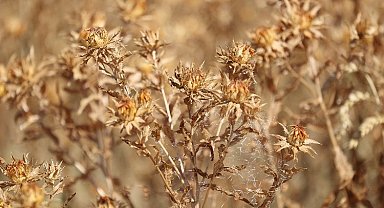 Konya'da aspir bitkisi yüz güldürüyor
