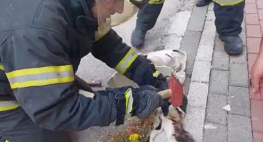 Lavaboya sıkışan yavru kedi kurtarıldı