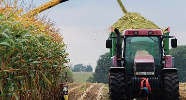 Mısır hasadı başladı