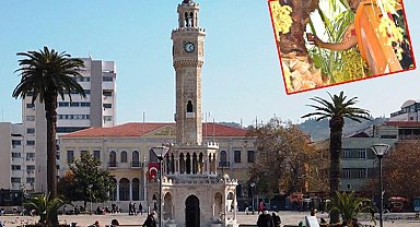 Palmiye ağaçları koruma altında