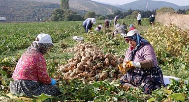 Şeker pancarının sultanları!