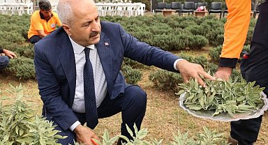 "Şifa Kapısında" bitki hasadı