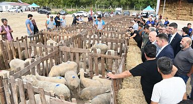 Üreticilere koyun desteği