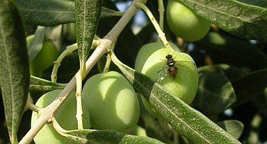 Bursa Mudanya'da zeytin sineği ile 5. mücadele başladı