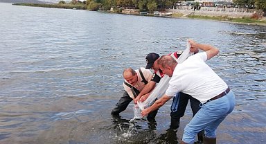 Bursa'da 4 milyona yakın sazan yavrusu göletlere bırakıldı