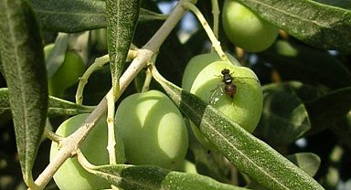 Bursa'da zeytin sineği ile 4. mücadele dönemi başladı